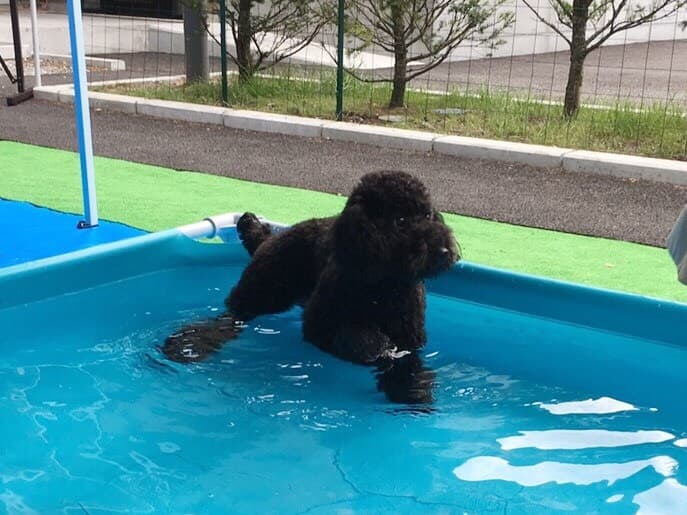 犬専用プール
